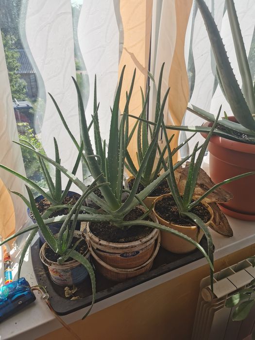 Цветок Алоэ вера