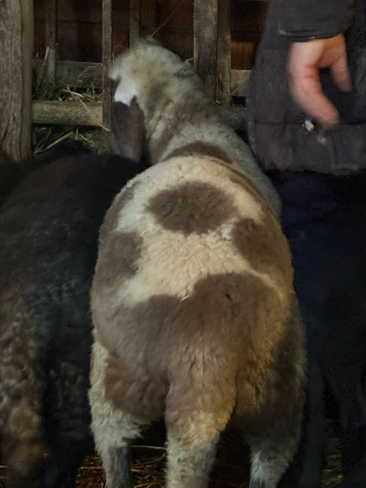 Berbecuti de vanzare