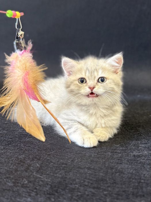 Британский Золотой мальчик