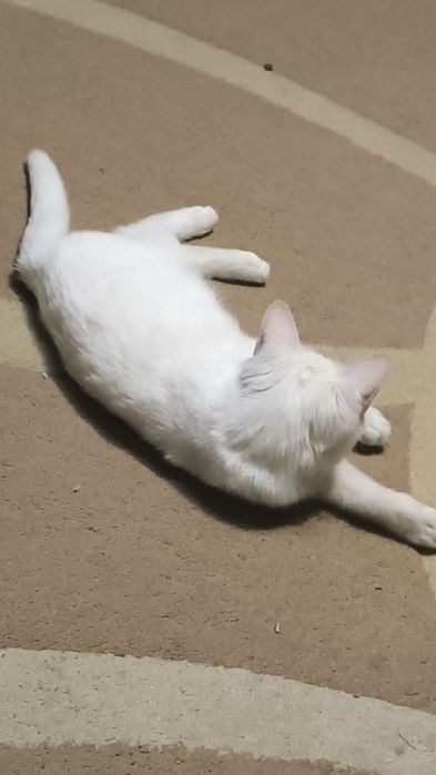 Котик в добрые руки