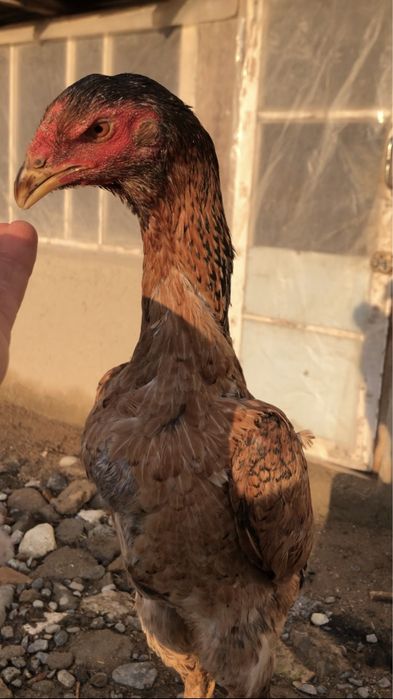 Бедана пар япон мокионлар сотилади