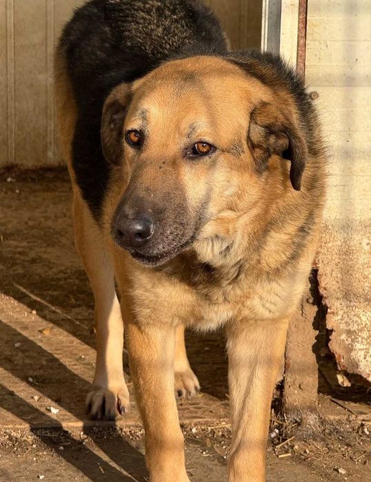 Câini pentru adopție – oferă-le o șansă la o viață mai bună