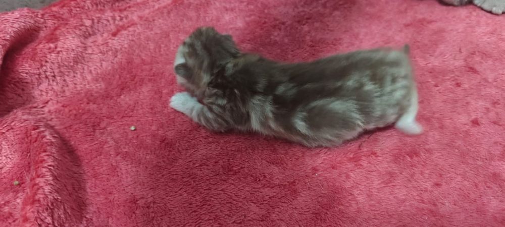 Вязка. Опытный Шотландский кот.