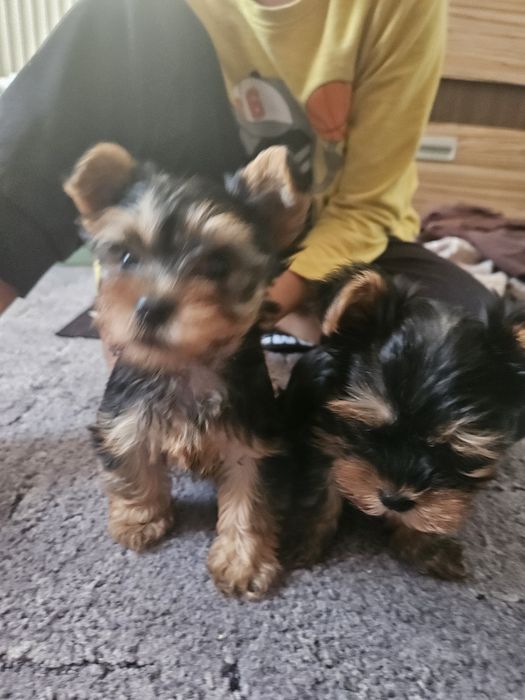 Продавам мини йоркита