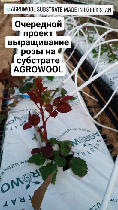 Агро вата для выращивание Розы