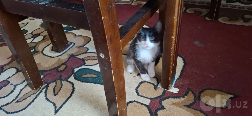 Отдам        котят