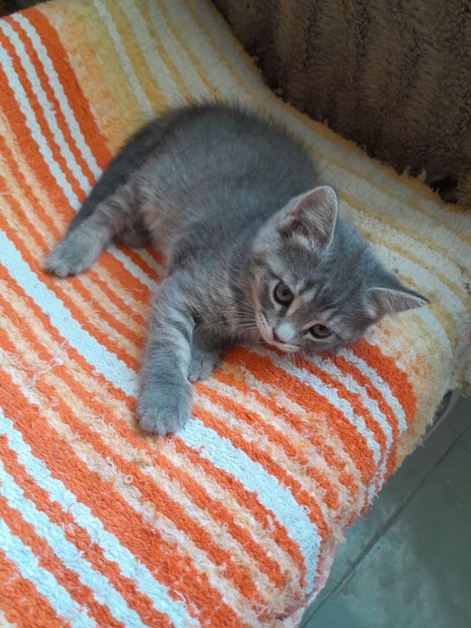 Пристраиваются котята