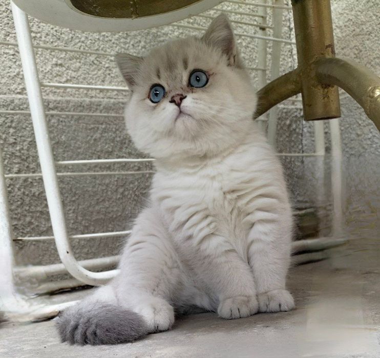 Продается Кобби синеглазка 9 месяцы  малчик