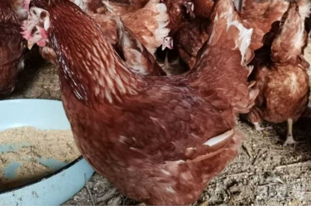 Кокошки носачки за яйца