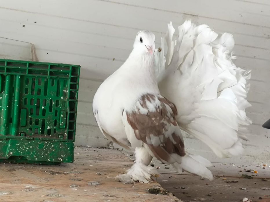 Disponibil pereche voltați indieni