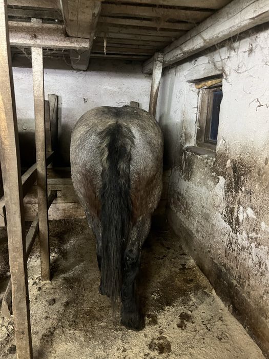 Vănd mânza de 3 ani