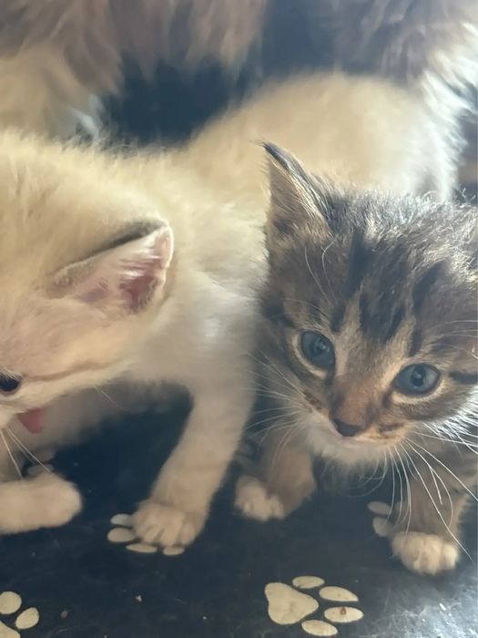 Милые котята два мальчика и девочка 1.5 мес