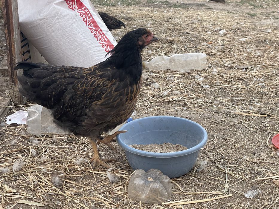 цыплята возраст 3 месяца