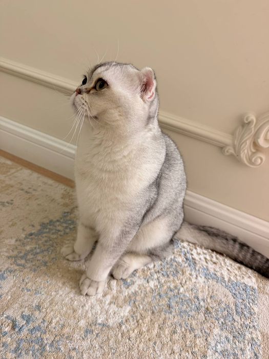 Шотландская вислоухая кошка
