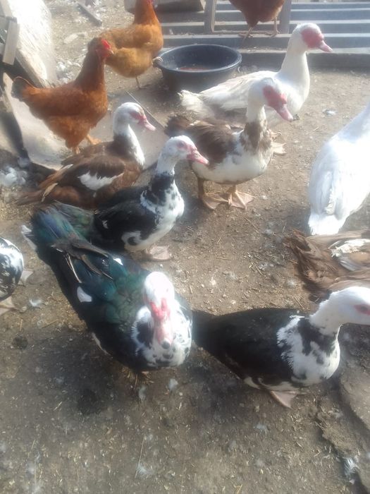 Продам индоутки на племя