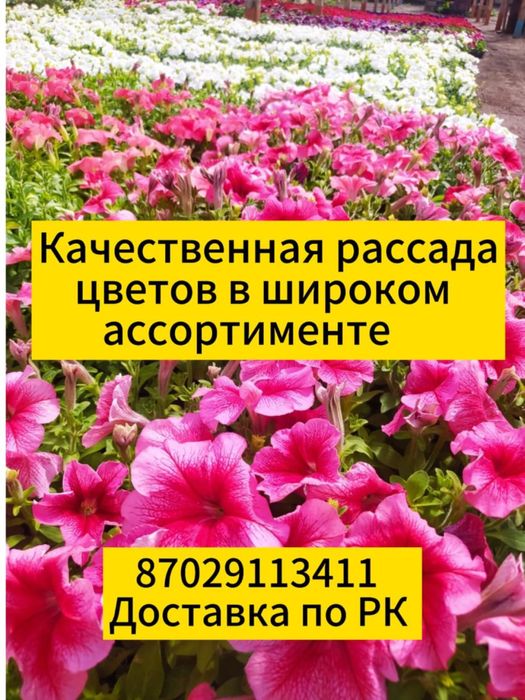 Петуния.  Рассада цветов