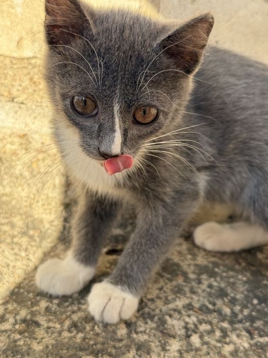 Отдадим Котят в добрые руки