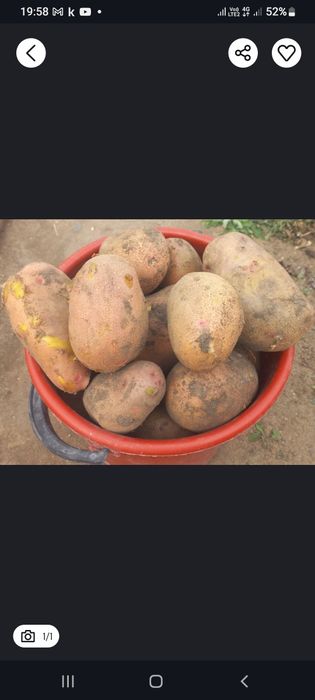 Продам картошку красную