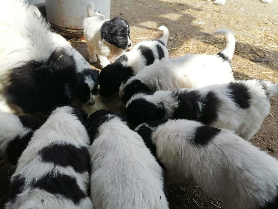 Каракачански овчарки