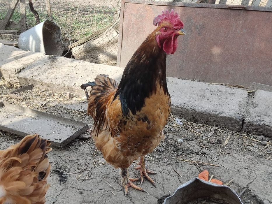 Продаются молодые петухи