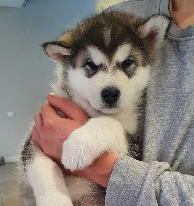 Pui Malamut de Alaska cu Pedigree - calitate exceptionala