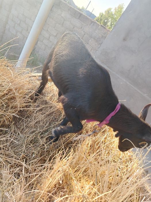 Мурсиана Испанская привазная девочка