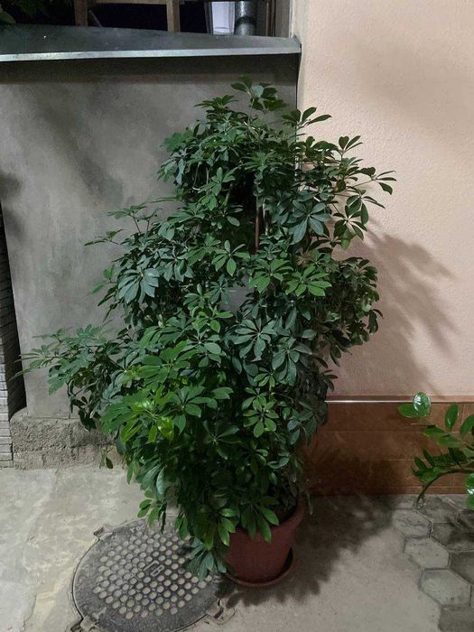 Шеффлера/дерево зонтик