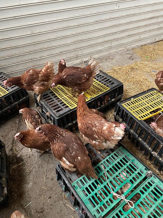 Продавам кокошки