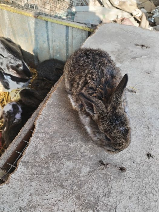 Крольчата  1,5 месяца