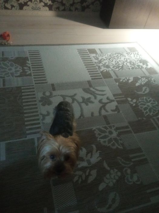 Собачка йорк 4  года  ищет подругу