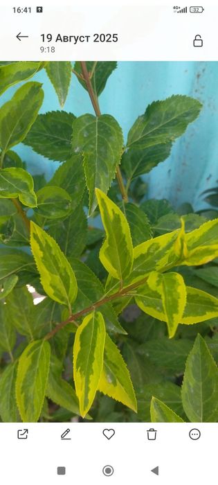 Кустарники разные