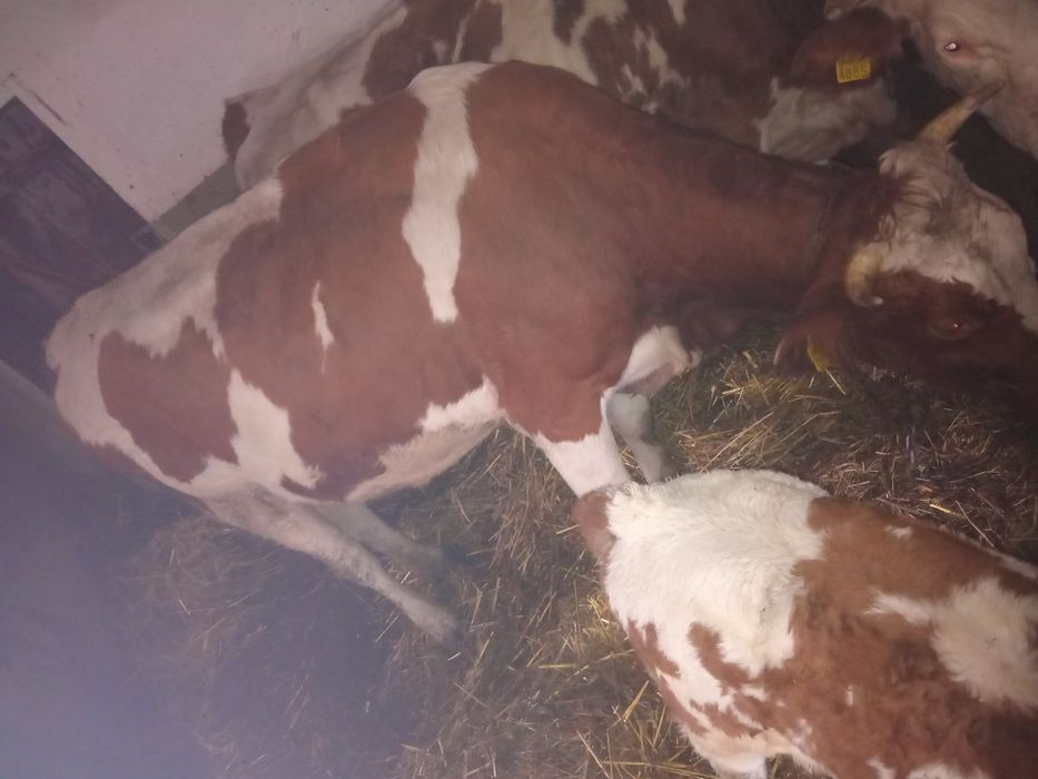 Vand 2 juninci si un vitel