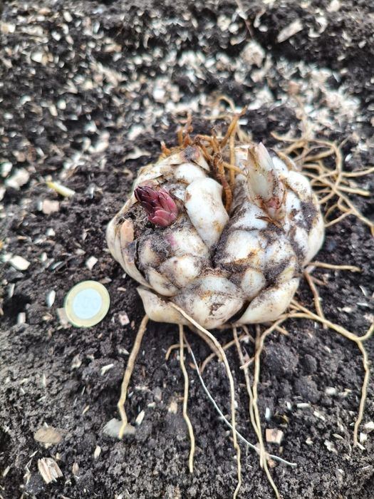 Продам сортовые лилии