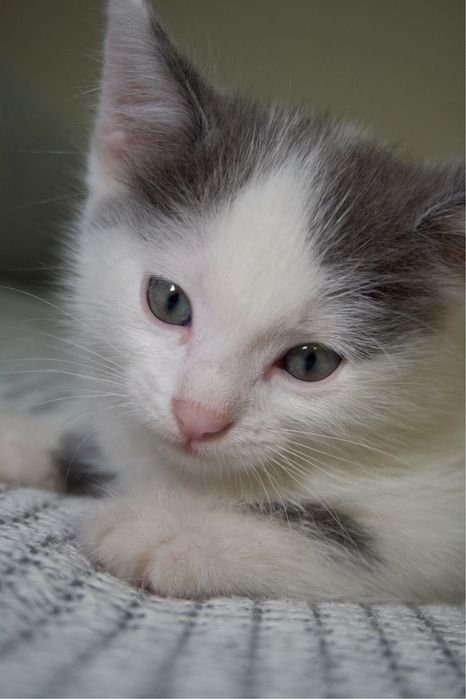 котенок ищет дом