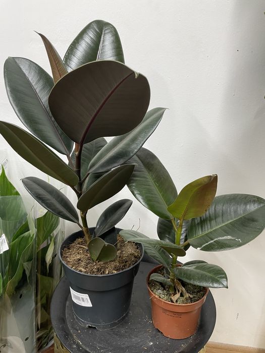 Фикус «коучконосный»