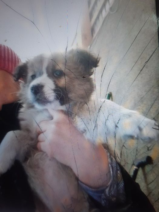Пушистые щенки в добрые руки