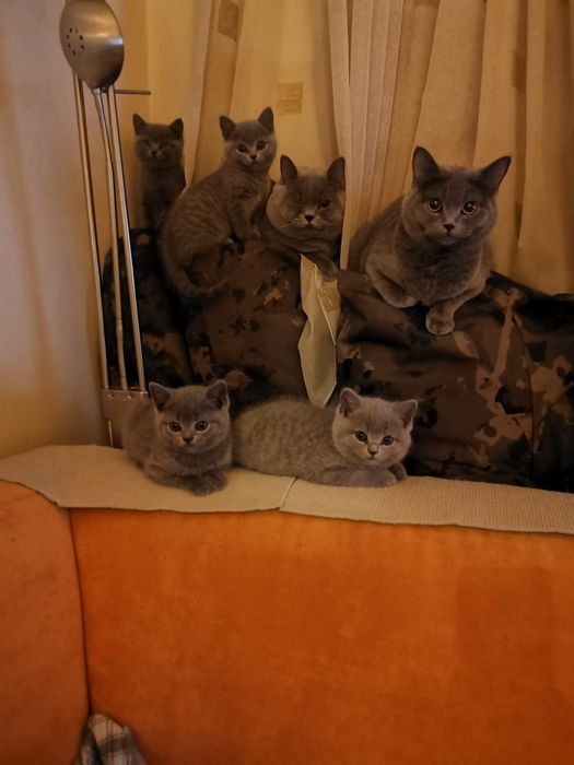 Британски късокосмести котенца