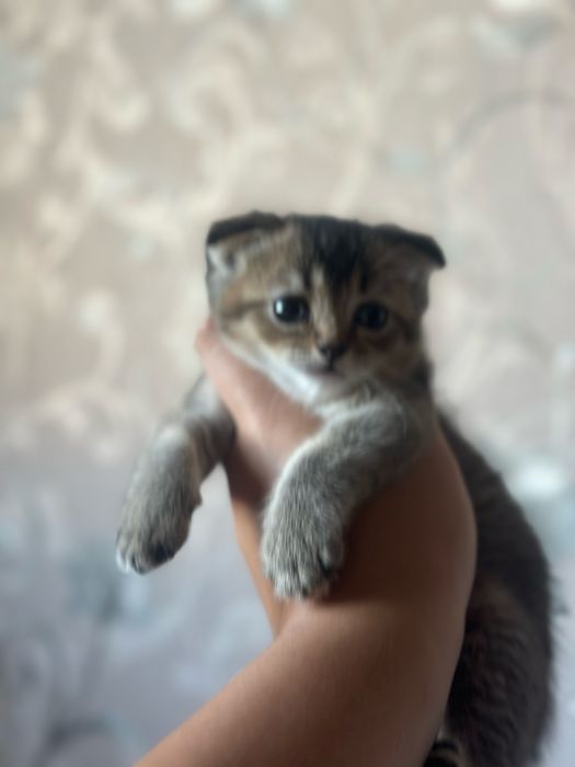 Кошки шеншеллааа