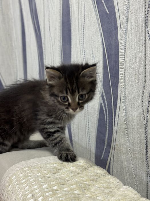 Отдам котят в добрые руки