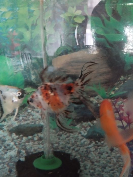 Рыбки аквариумные