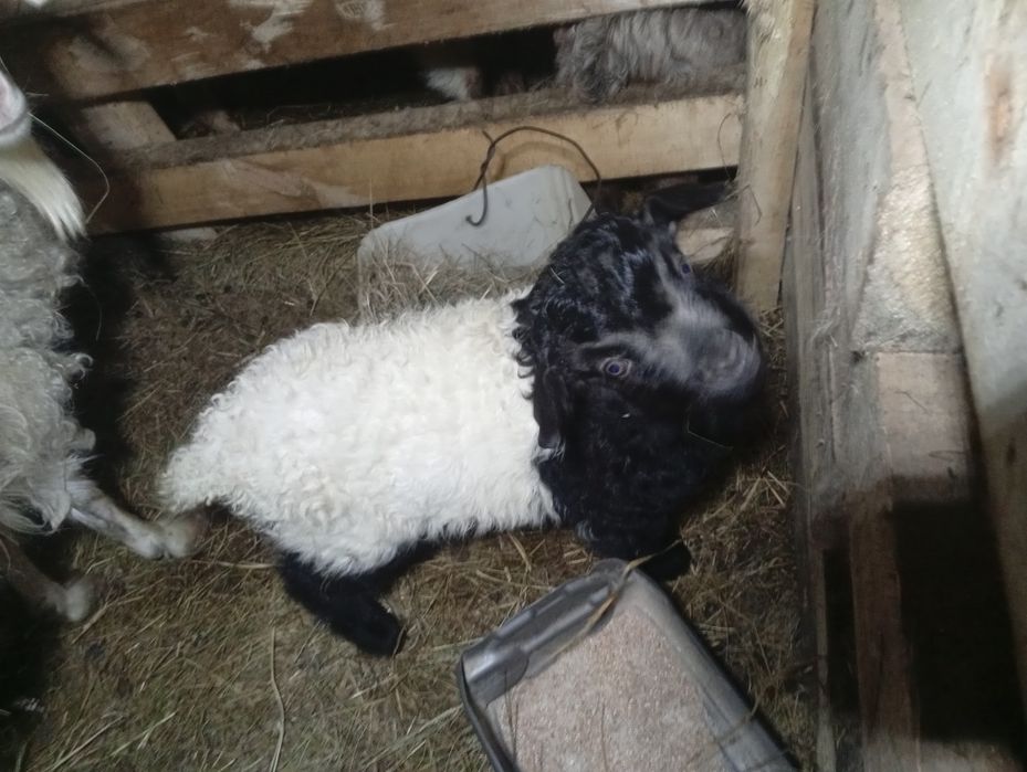 Лақ сатамын бір жарым айлық