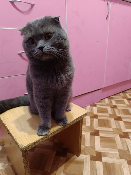 Кот для вязки вислоухий шотландец
