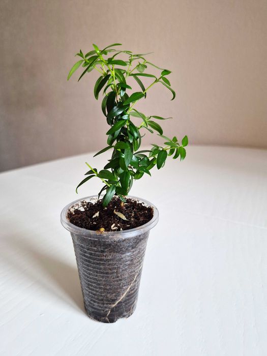 Мирт мелколистный