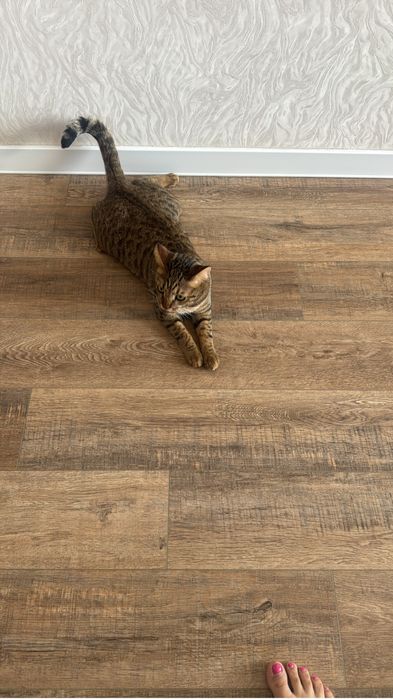 Отдам кота в хорошие руки