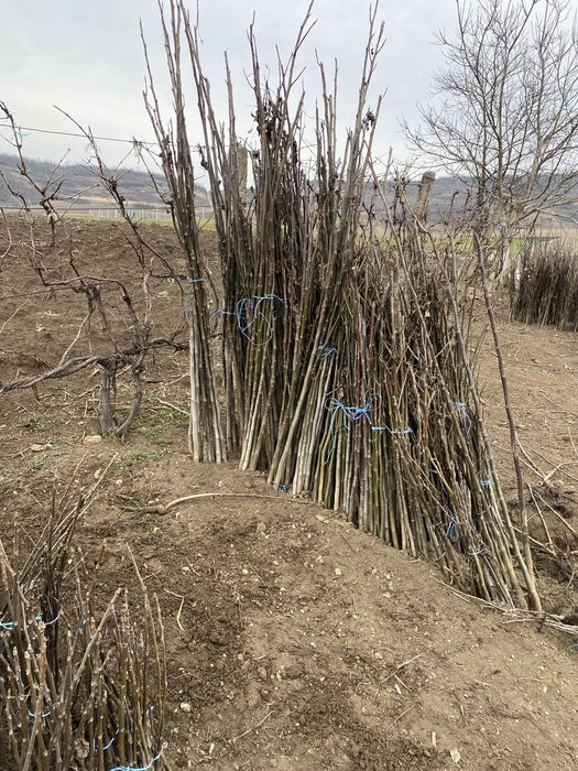 Vand nuci lichidare de stoc!