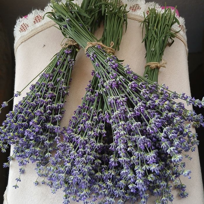 Buchete de lavanda proaspăta