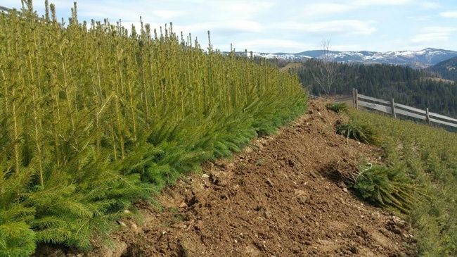 Puieti de larice, pin, molid, brad, stejar, gorun, fag,ulm, salcam etc