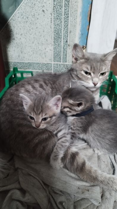 Одам котят в добрый руки