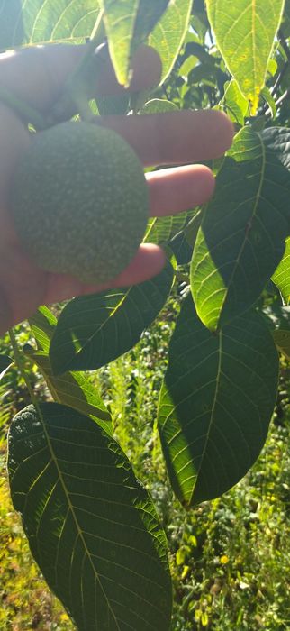 Продам дачу хорошая