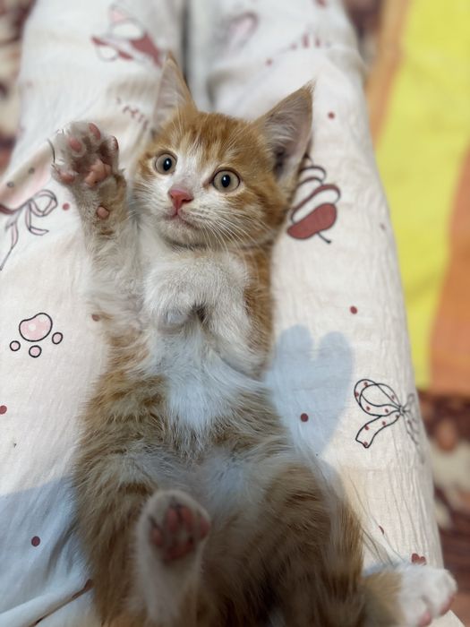 Кошка , в хороших руках